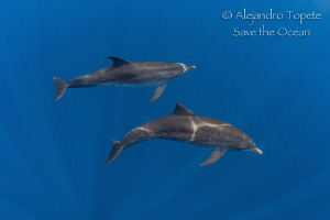 Dolphins in the Blue, Isla Contoy Mexico by Alejandro Topete 
